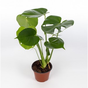 Deve Tabanı Çiçeği (monstera)