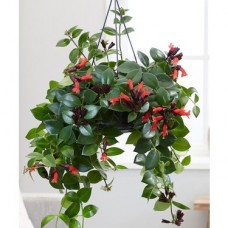 Ruj Çiçeği (Aeschynanthus radicans)