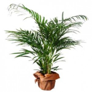 Areca