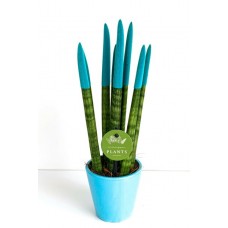 Sansevieria Çiçeği ( Mavi Renkte )