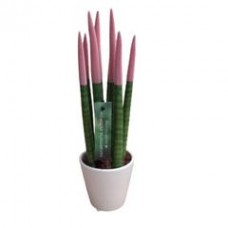 Sansevieria Çiçeği (Pembe Renkte)